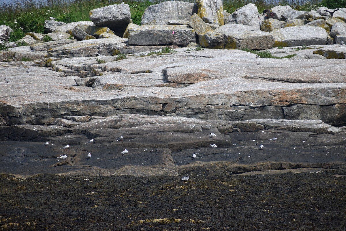 Arctic Tern - ML646974608