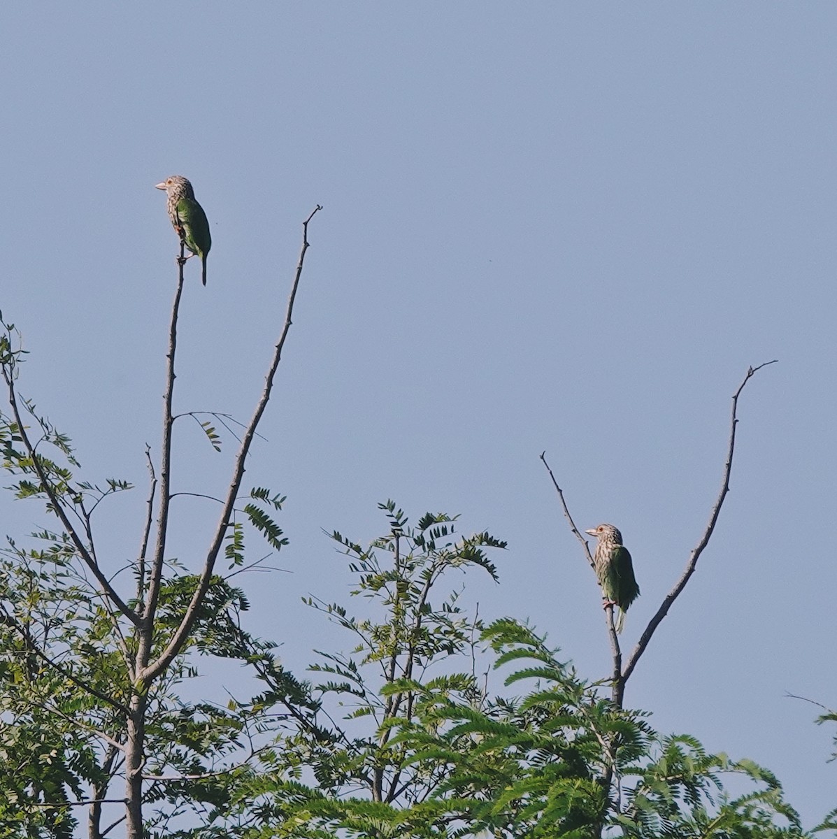 シロボシオオゴシキドリ - ML646974609