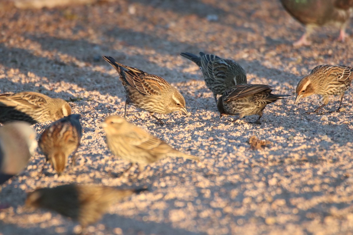 Еполетник червоноплечий - ML646974610