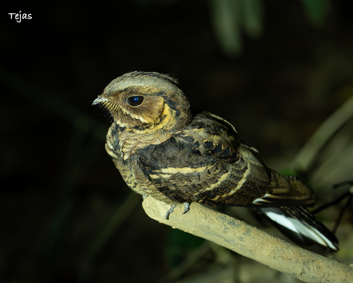 Jerdon's Nightjar - ML646974619
