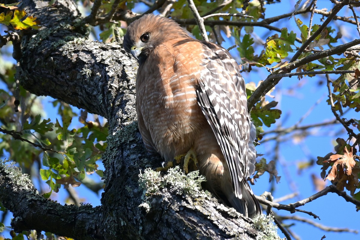 Red-shouldered Hawk - ML646974620