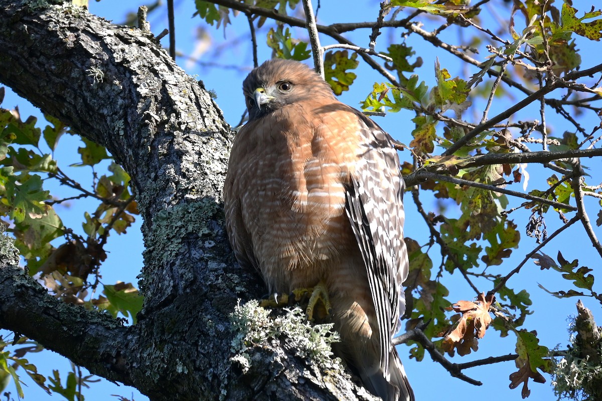Red-shouldered Hawk - ML646974621