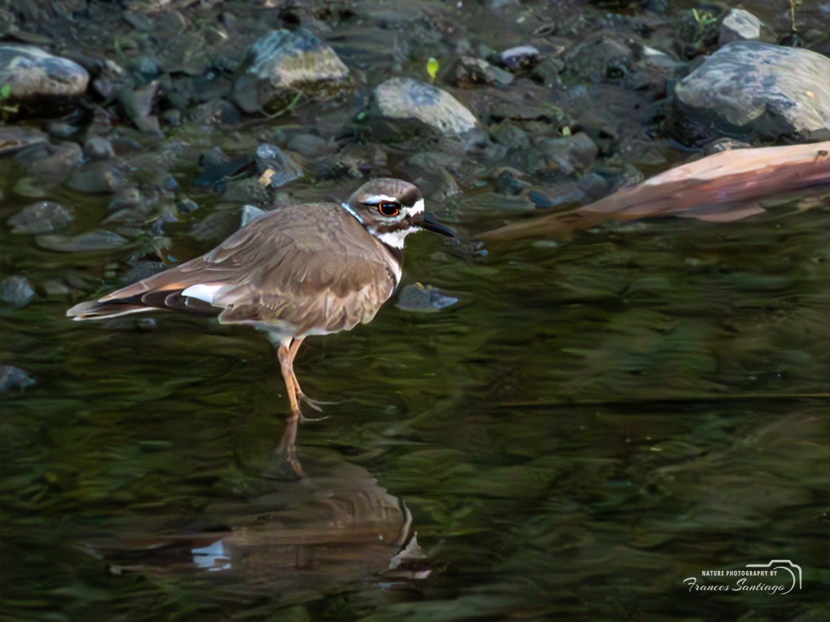Killdeer - ML646974622