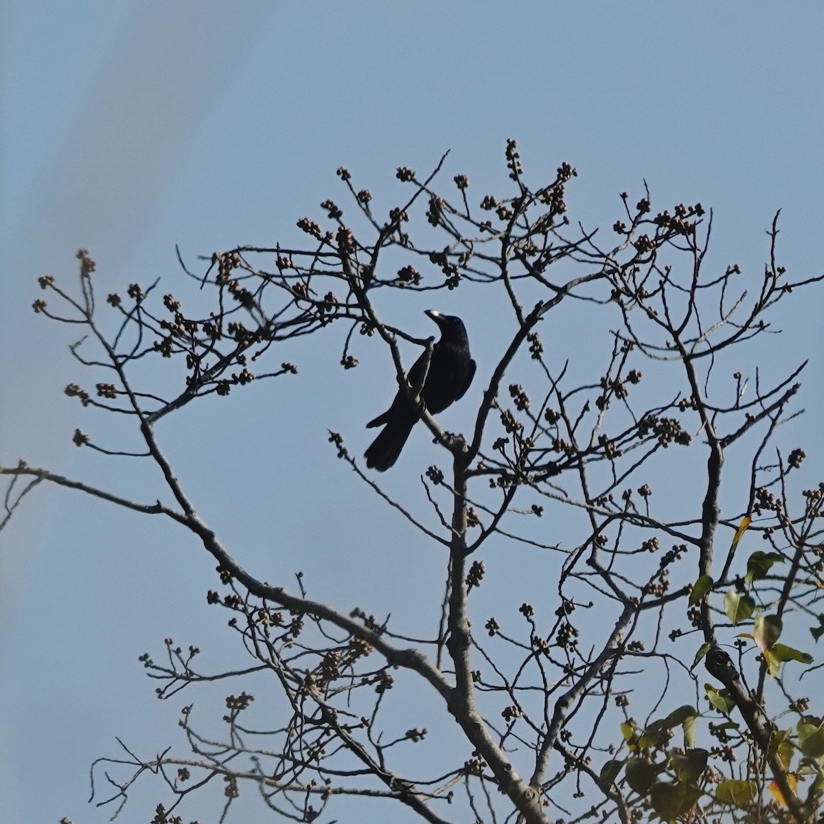 ハシブトガラス - ML646974623