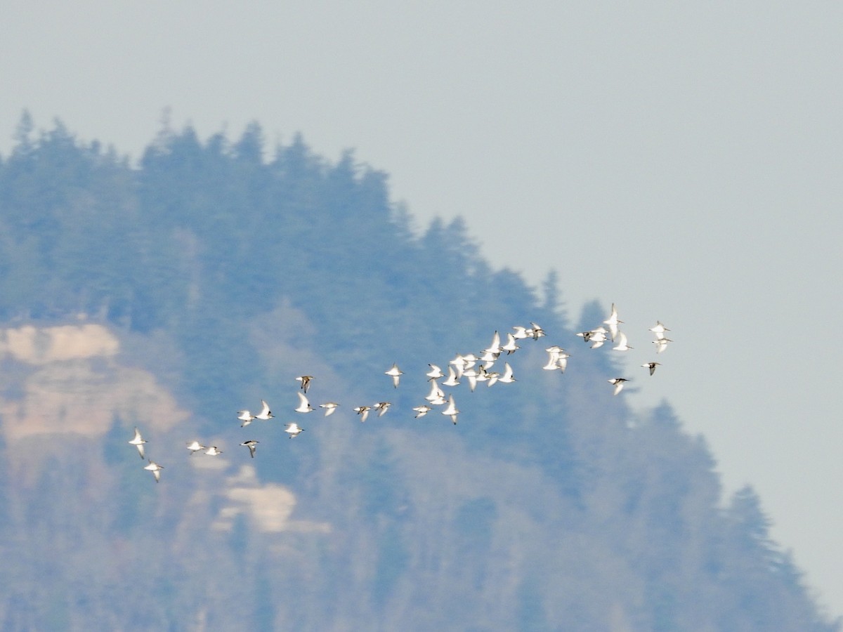 ハマシギ - ML646974625