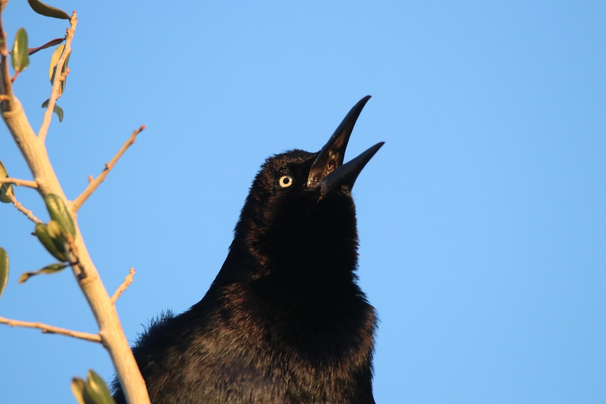 Гракл великохвостий - ML646974626