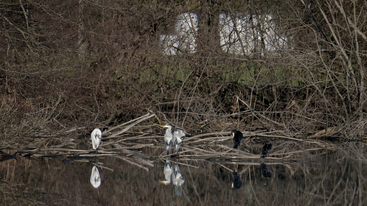 Koartza zuria - ML646974627