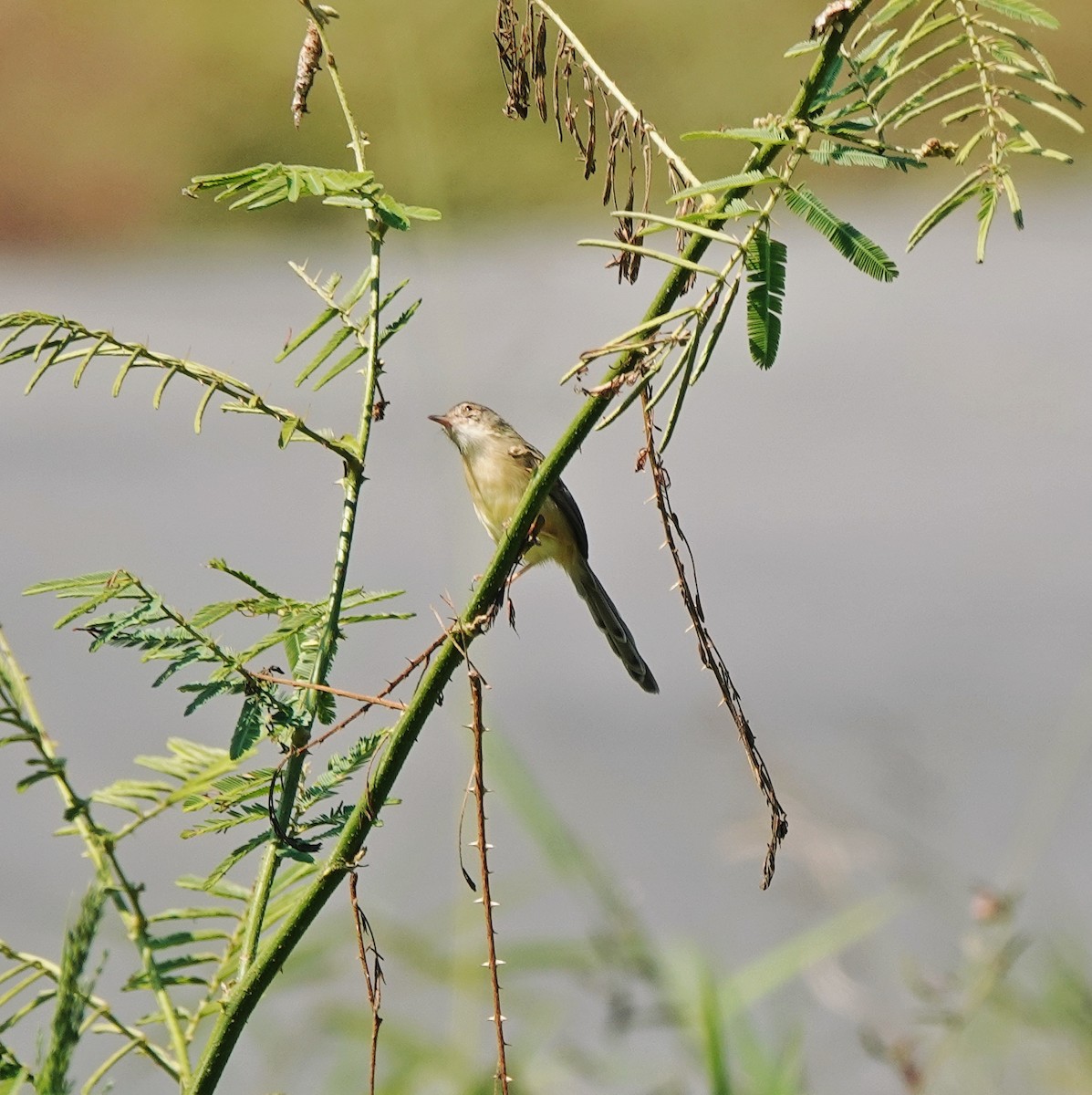 アジアマミハウチワドリ - ML646974628