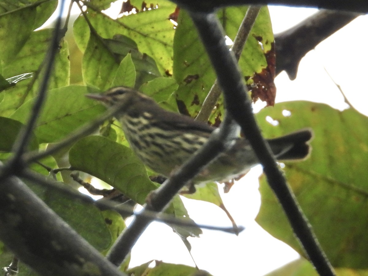 Northern Waterthrush - ML646974629