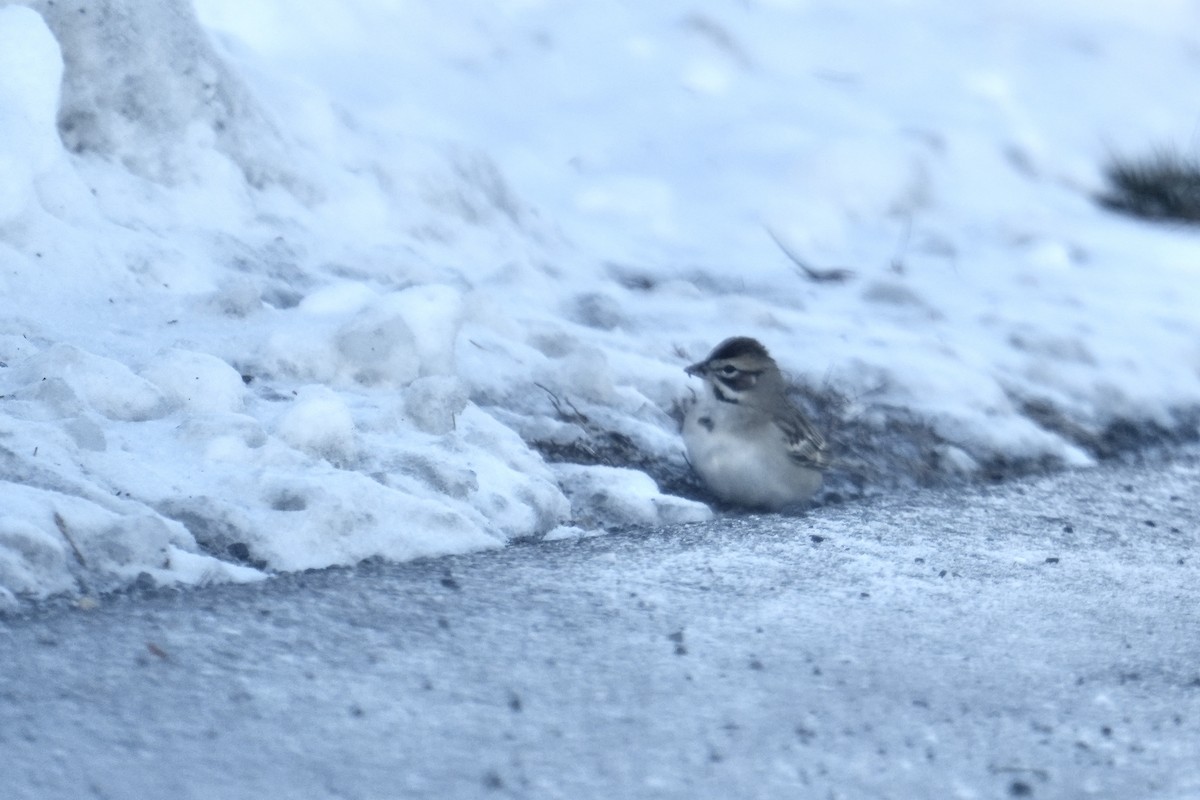 Lark Sparrow - ML646974630