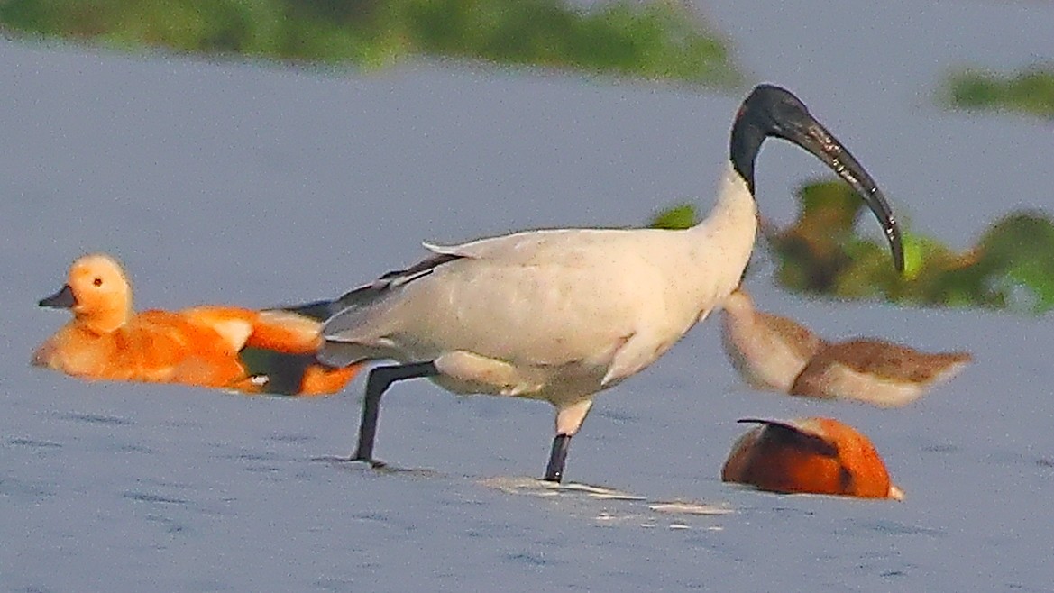 Black-headed Ibis - ML646974632