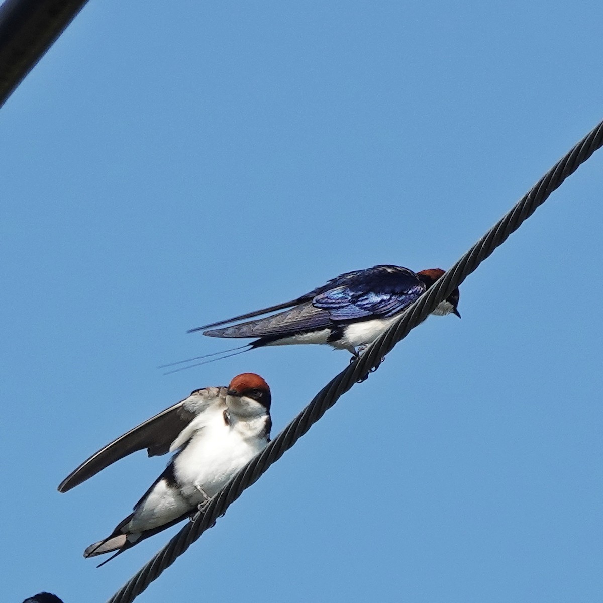 ハリオツバメ - ML646974635