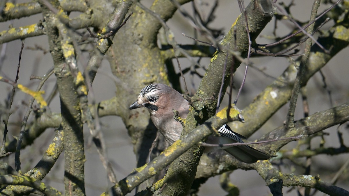 Eskinoso eurasiarra - ML646974636