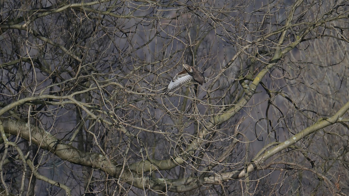 Zapelatz arrunta - ML646974639