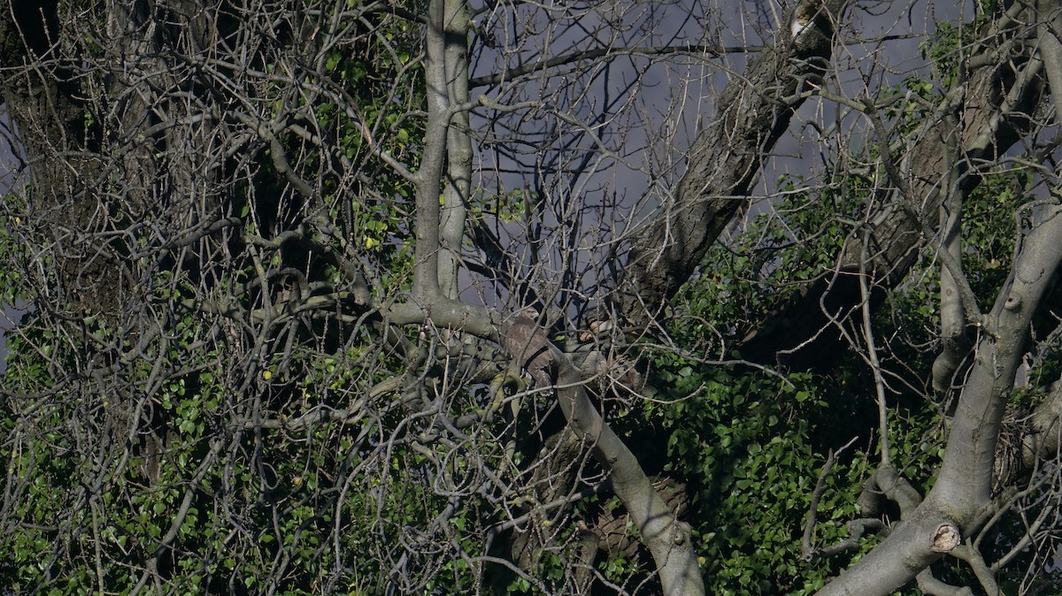 Zapelatz arrunta - ML646974640