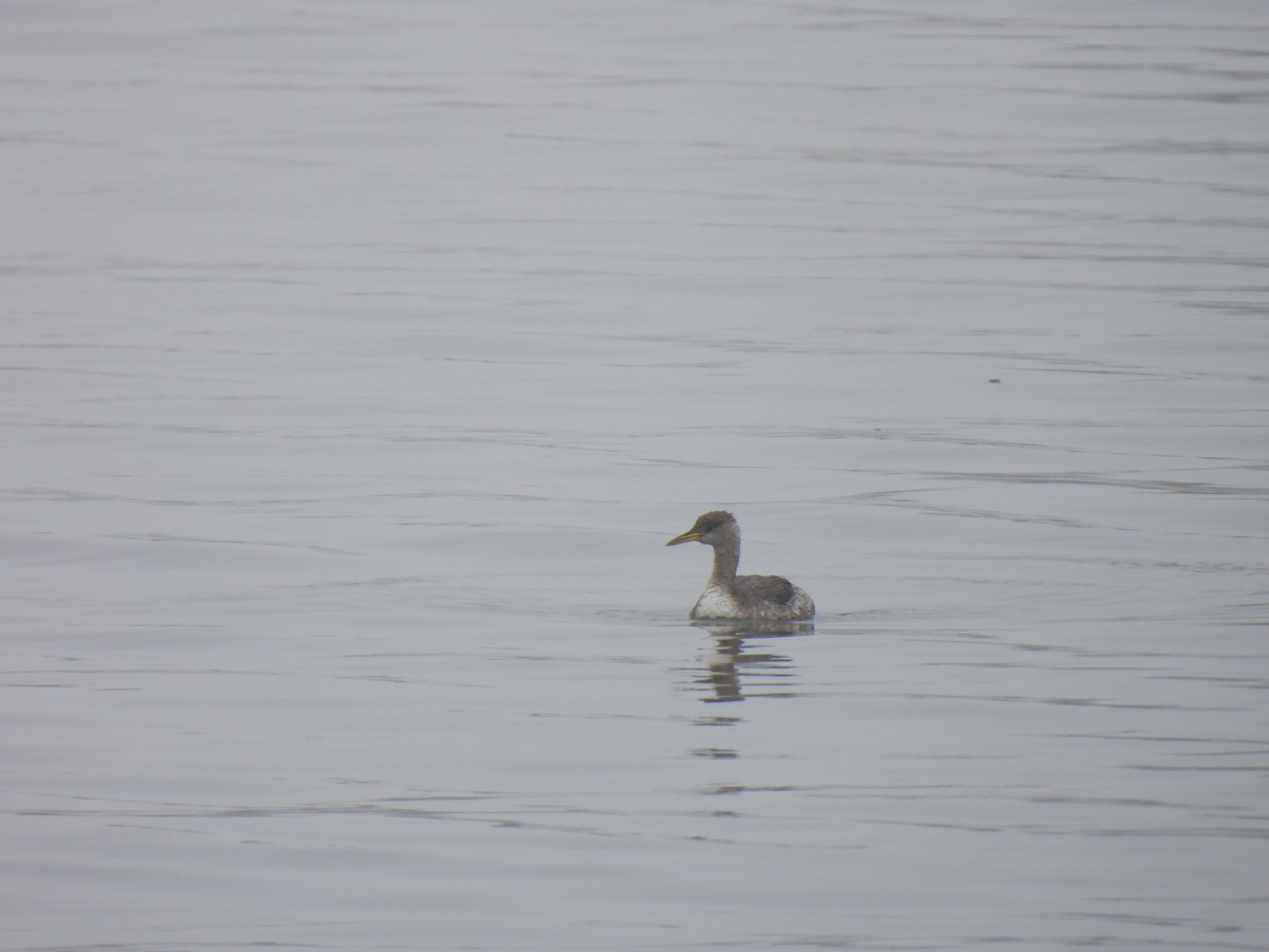 Red-necked Grebe - ML646974641
