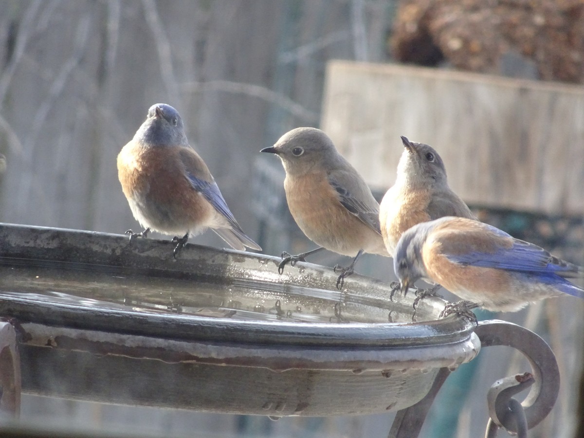 Western Bluebird - ML646974642