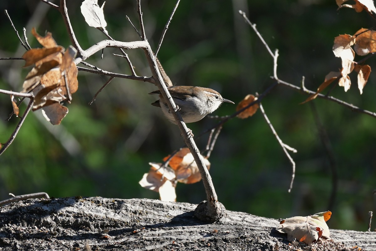 Bewick's Wren - ML646974643