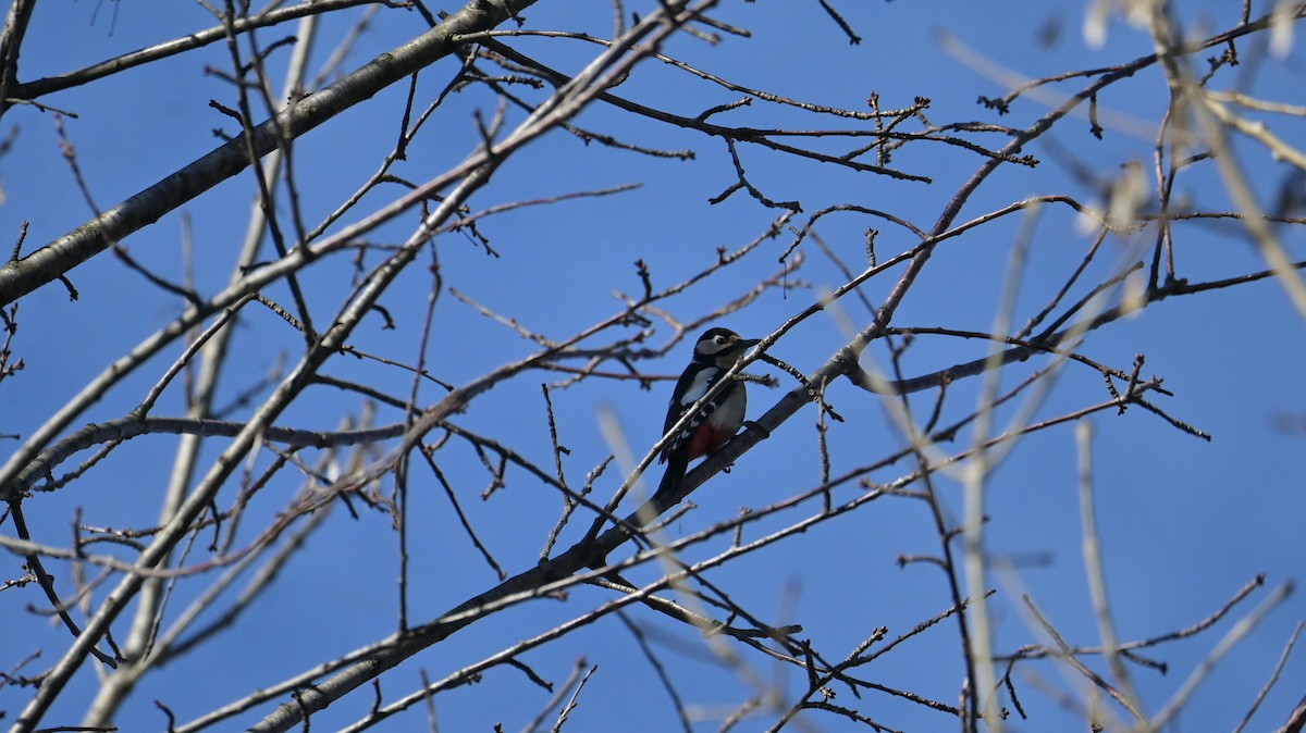 Okil handia - ML646974646