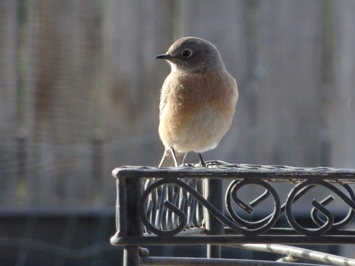 Western Bluebird - ML646974647