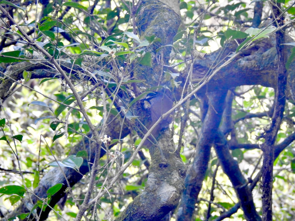 Banasura Laughingthrush - ML646974649