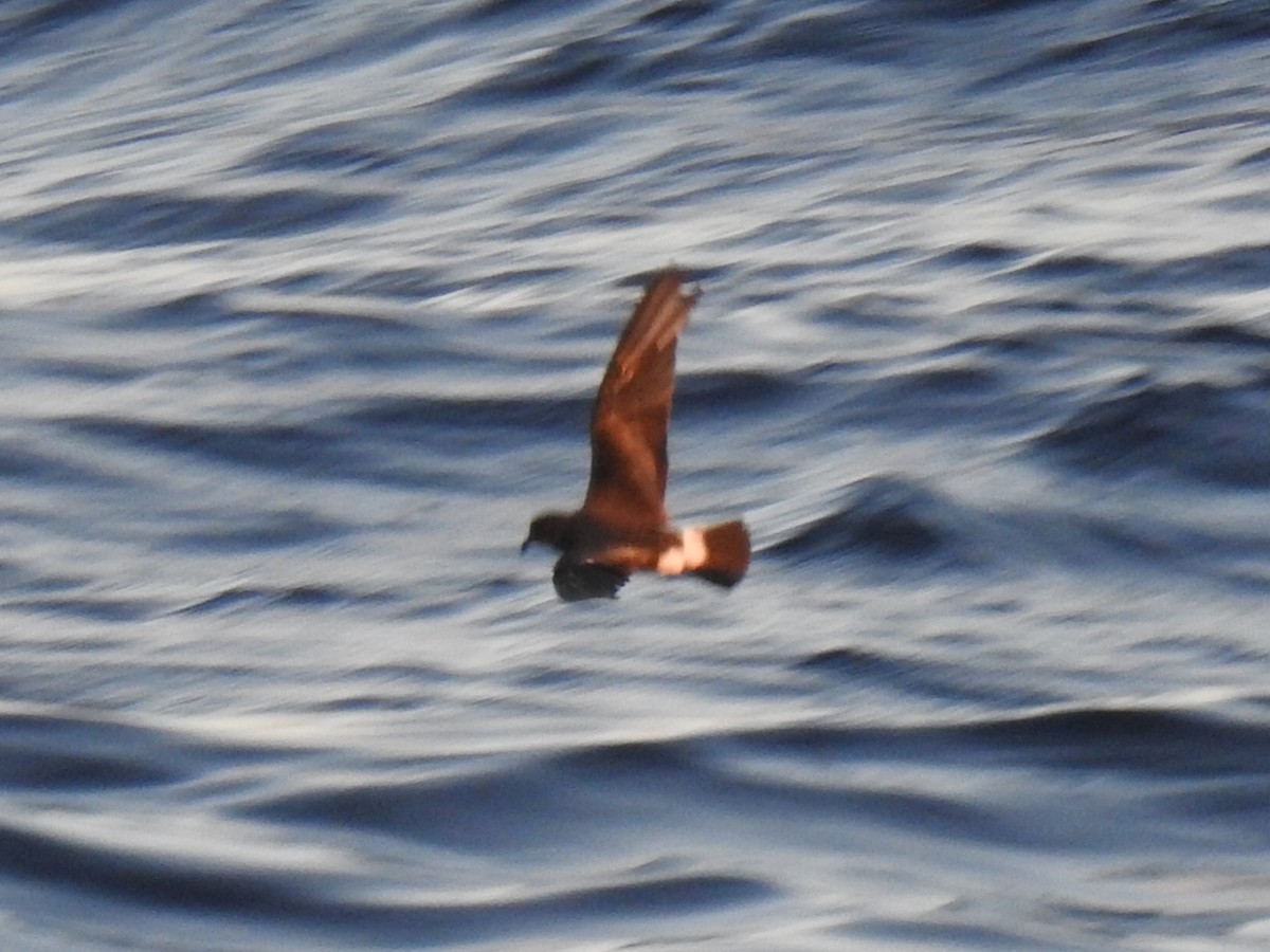 Band-rumped Storm-Petrel - ML646974650