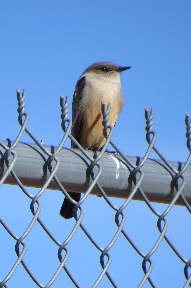 Zimtbauch-Phoebetyrann - ML646974651