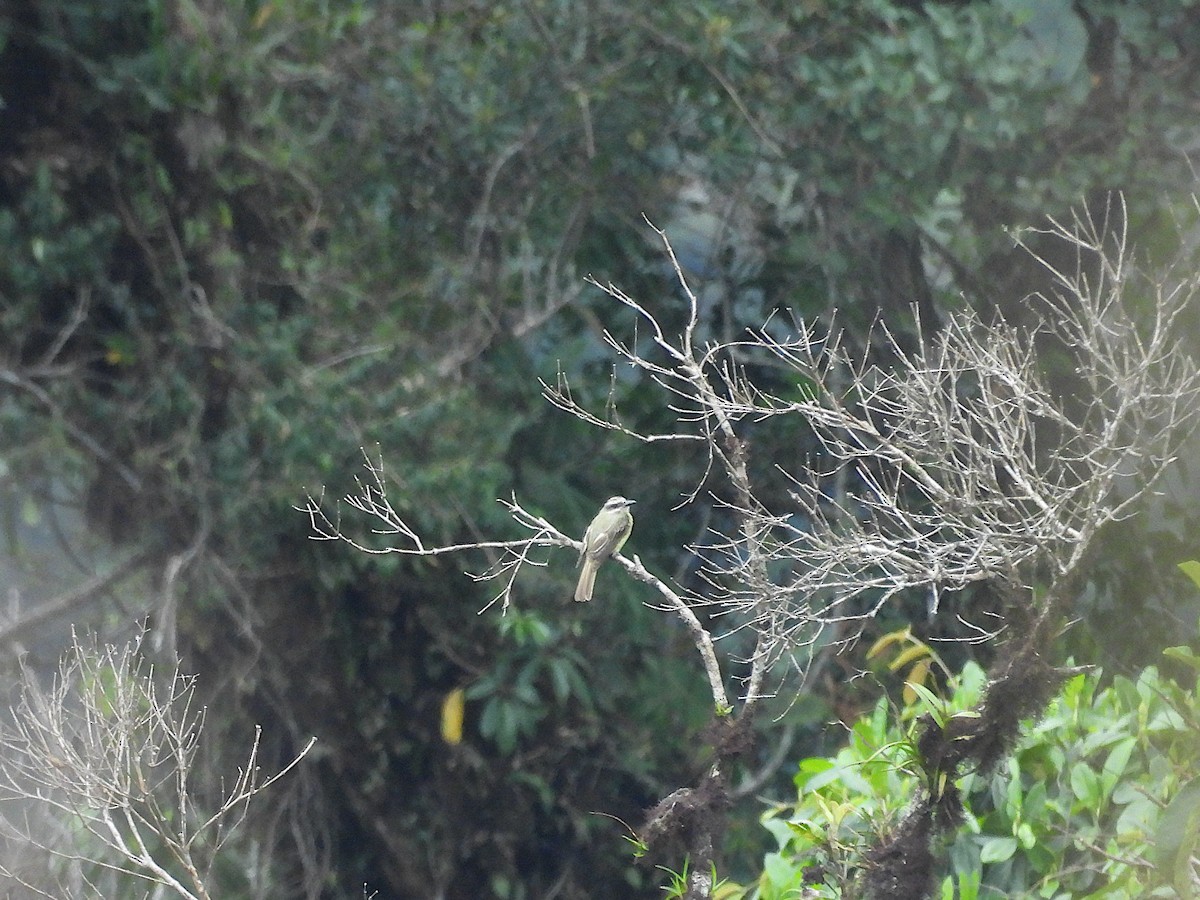 Golden-crowned Flycatcher - ML646974652