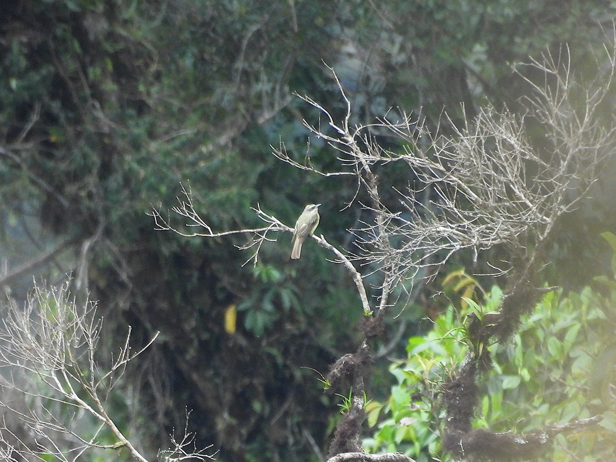 Golden-crowned Flycatcher - ML646974653