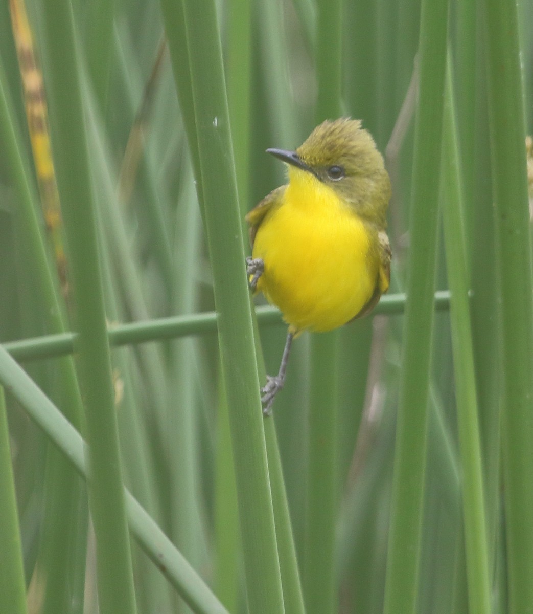 Subtropical Doradito - ML646974654