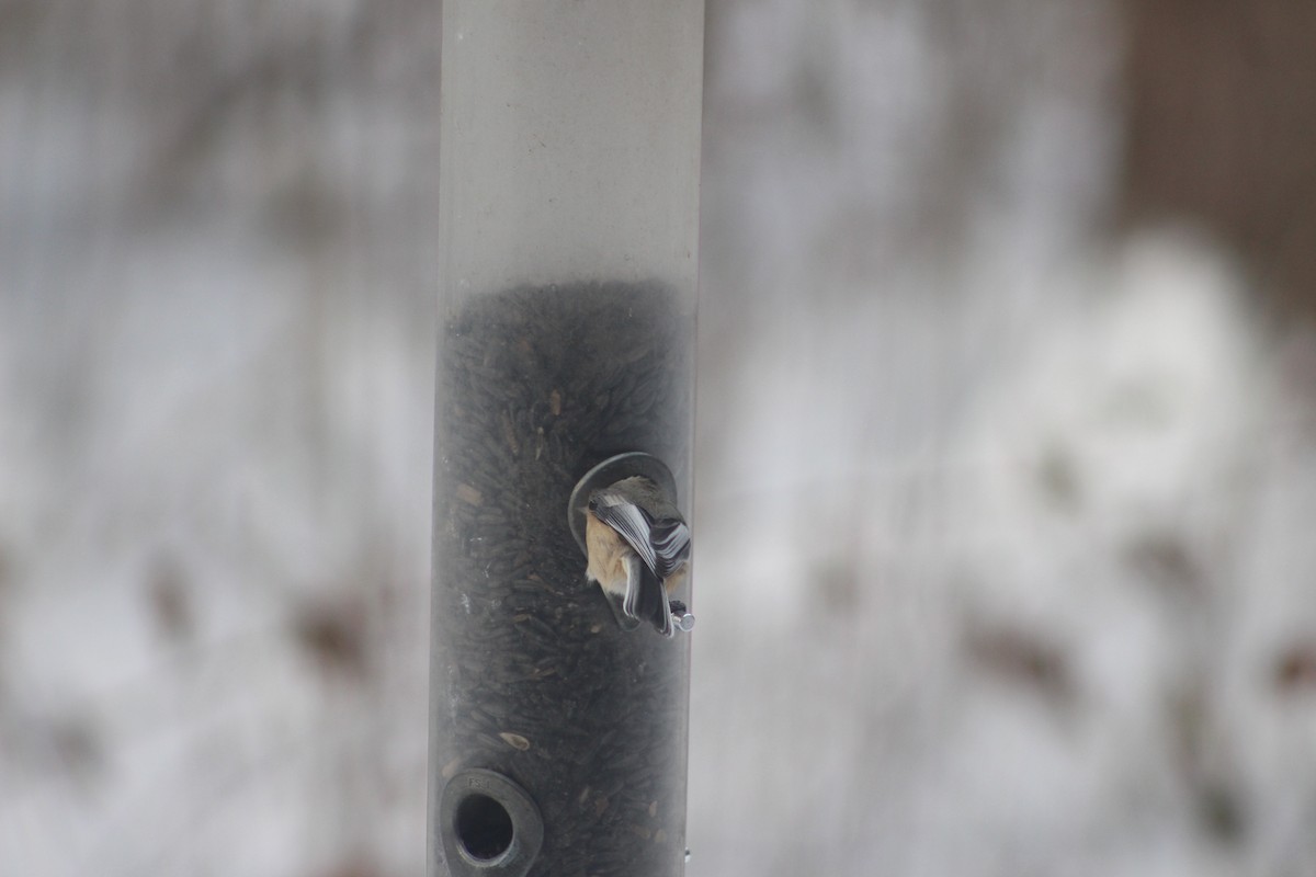 Black-capped Chickadee - ML646974655