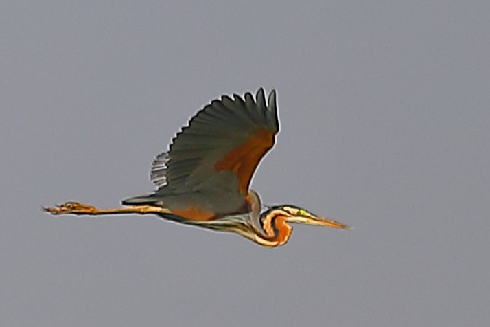 Purple Heron - ML646974656