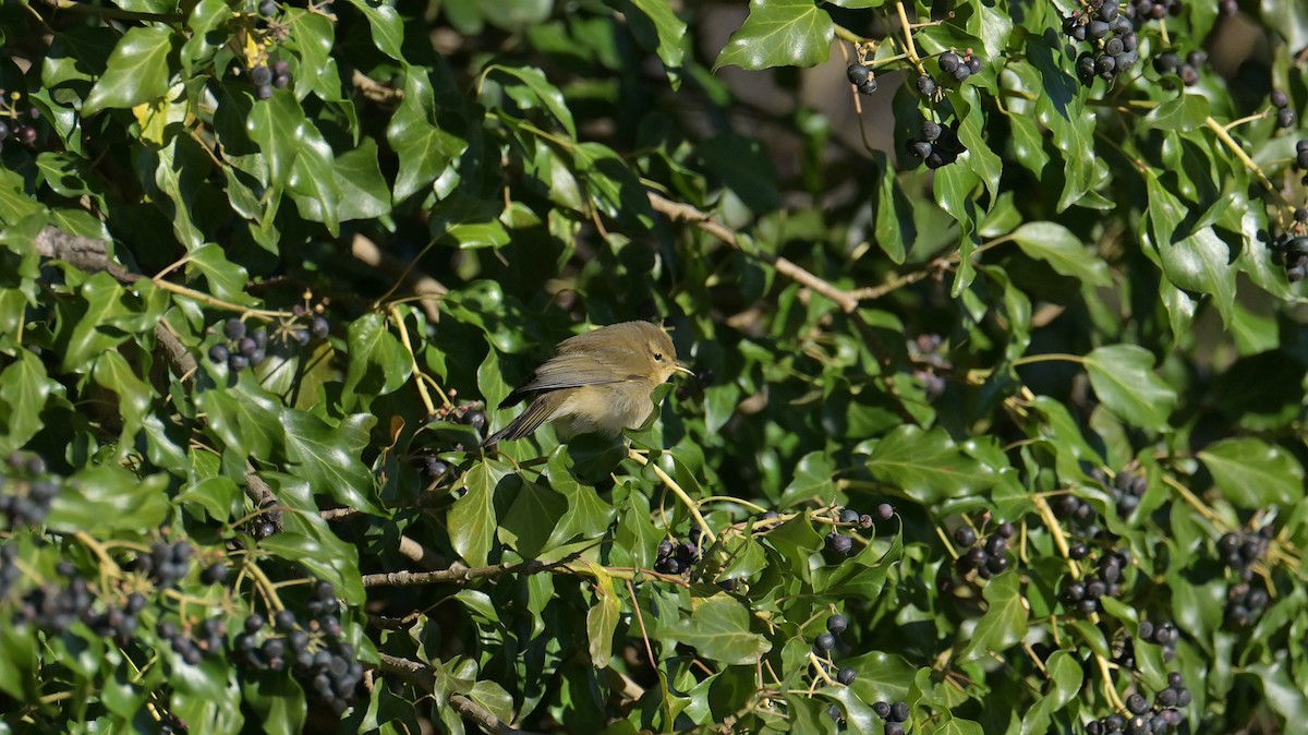 Txio arrunta - ML646974657