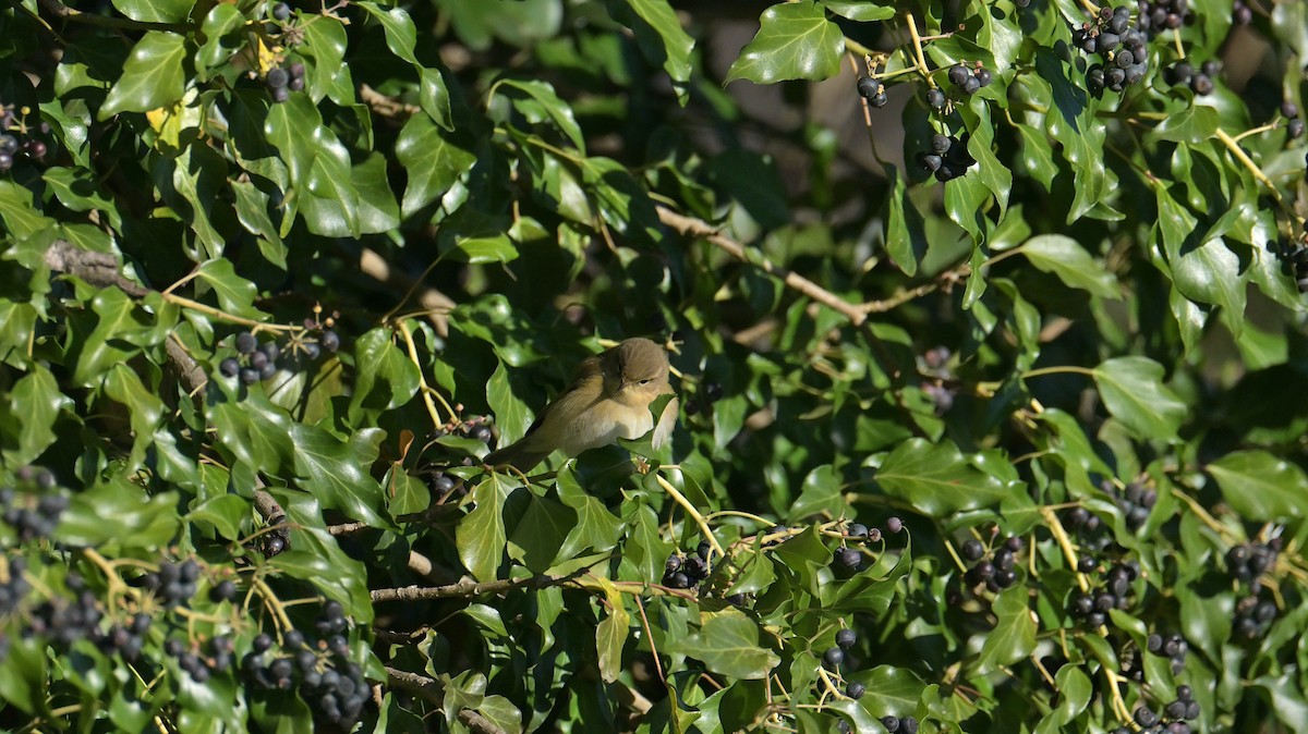 Txio arrunta - ML646974658