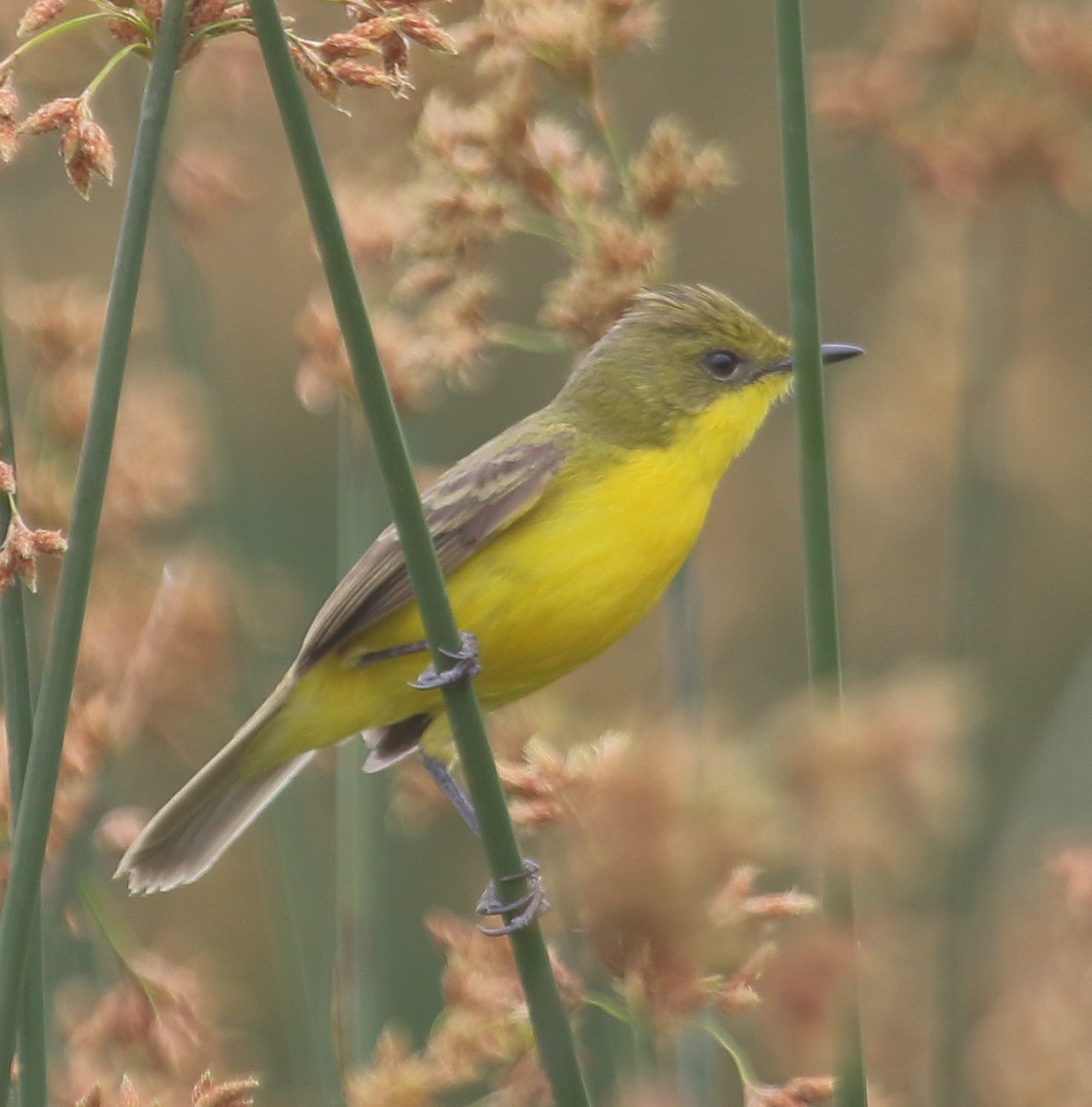 Subtropical Doradito - ML646974659