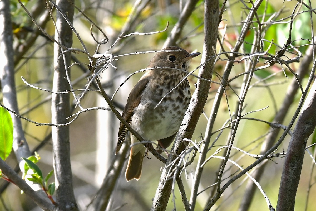 Hermit Thrush - ML646974660
