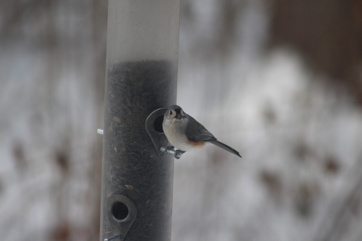 Tufted Titmouse - ML646974661