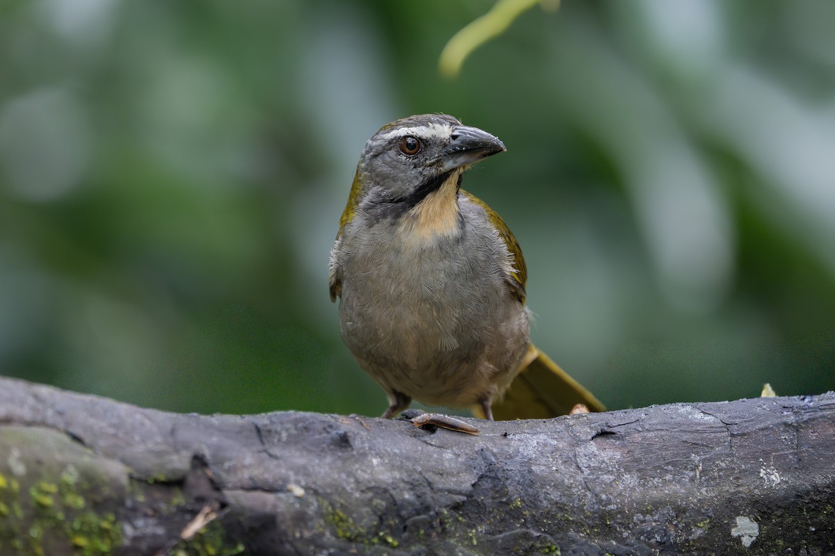 Buff-throated Saltator - ML646974664