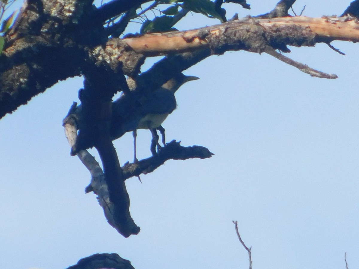 Creamy-bellied Thrush - ML646974665