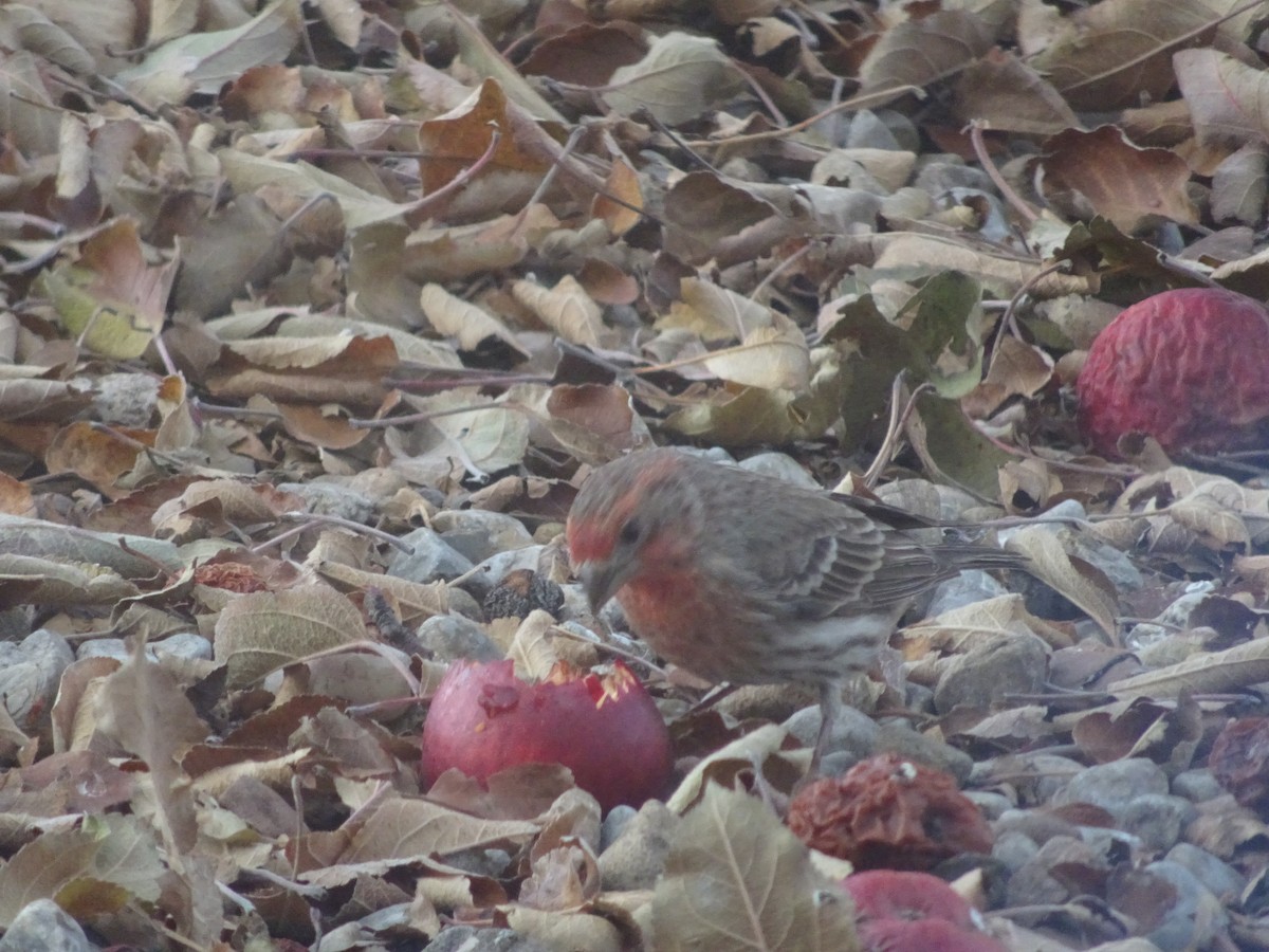 House Finch - ML646974666