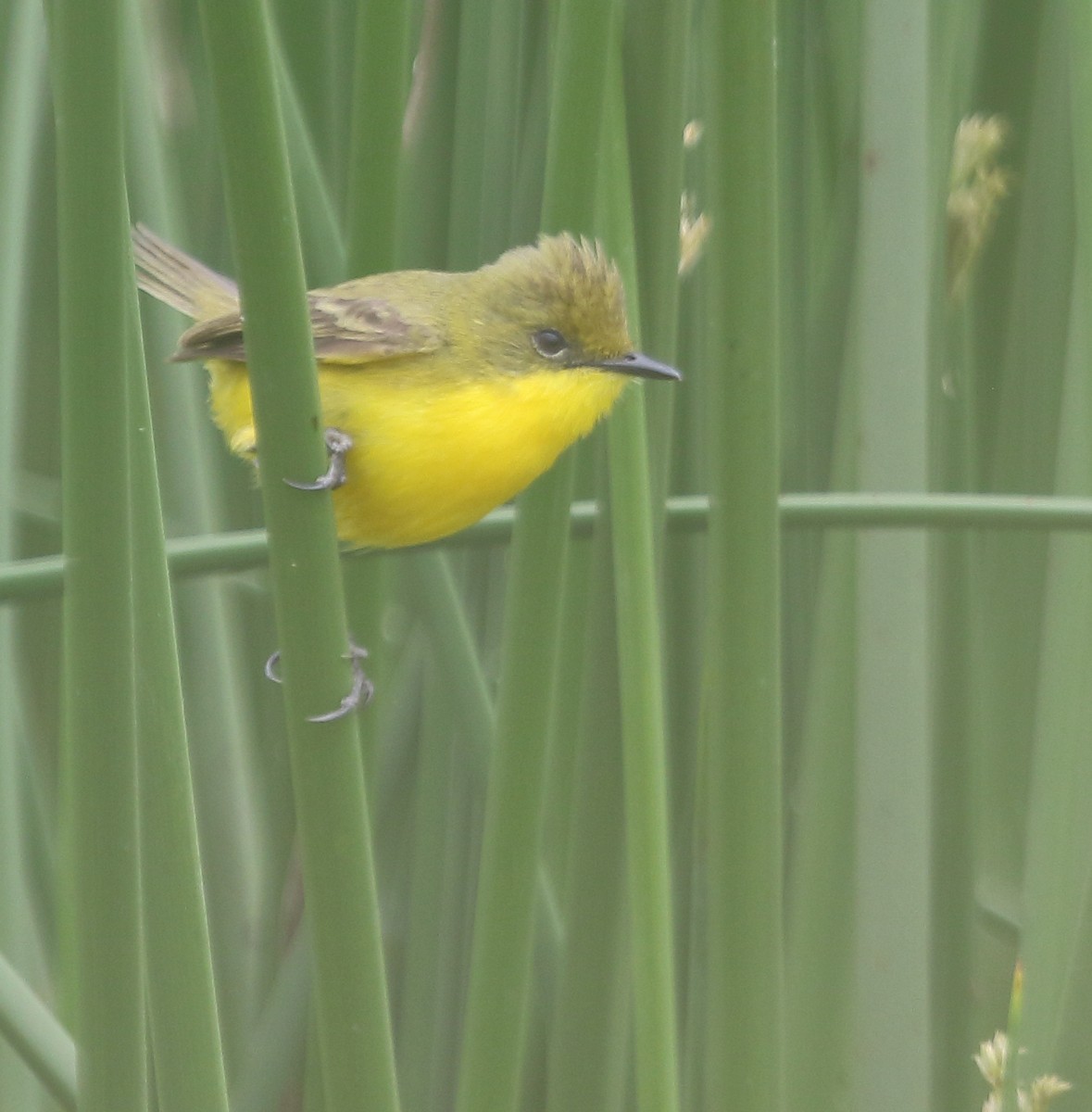 Subtropical Doradito - ML646974667