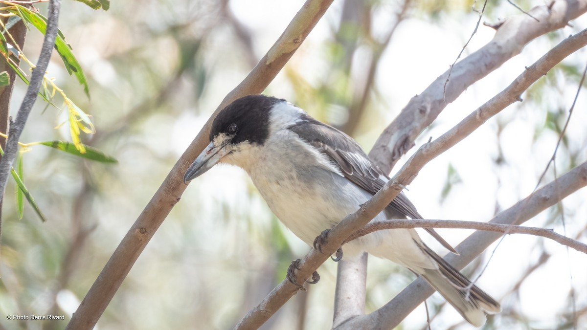 Gray Butcherbird - ML646974668
