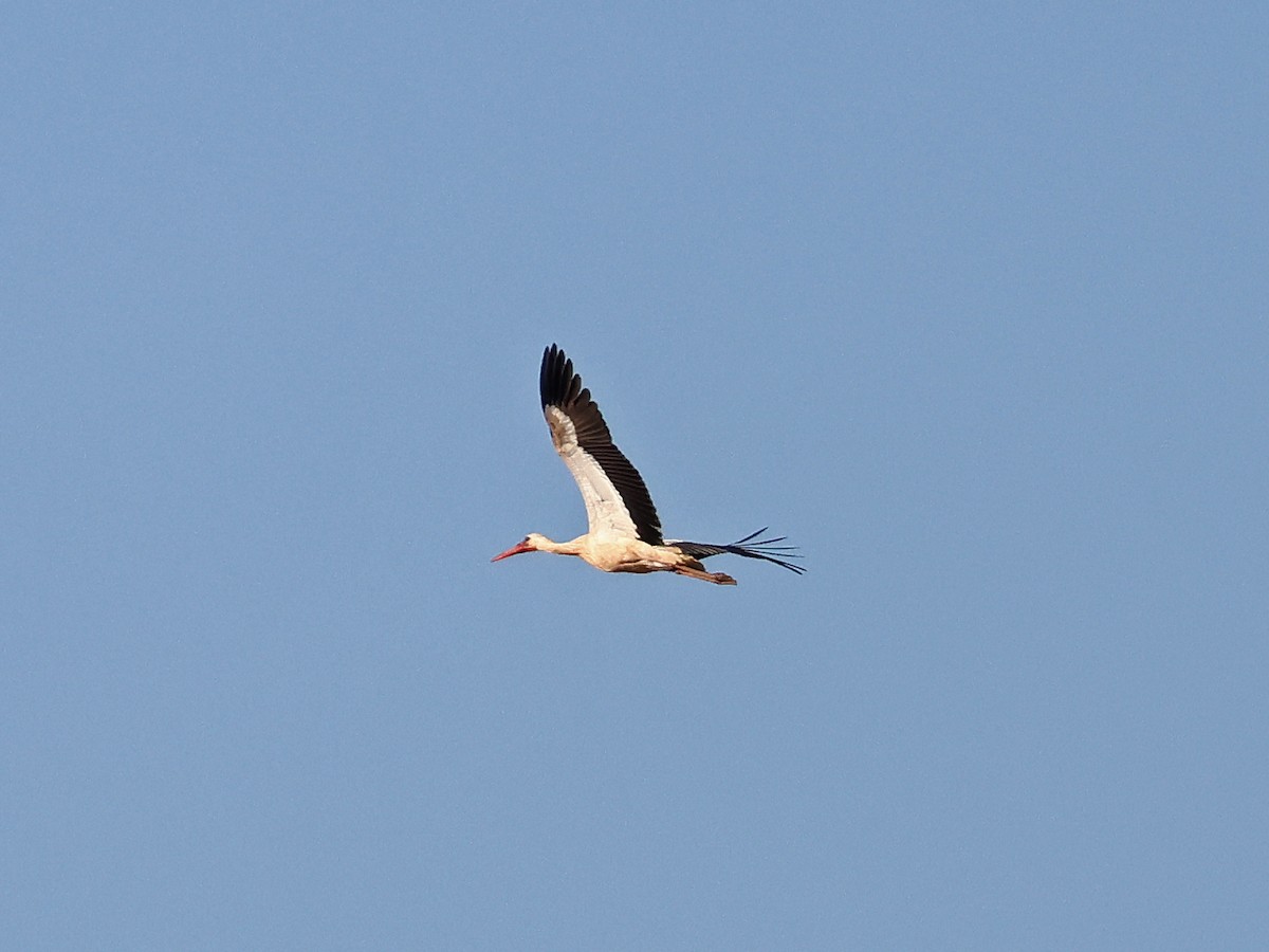 White Stork - ML646974669