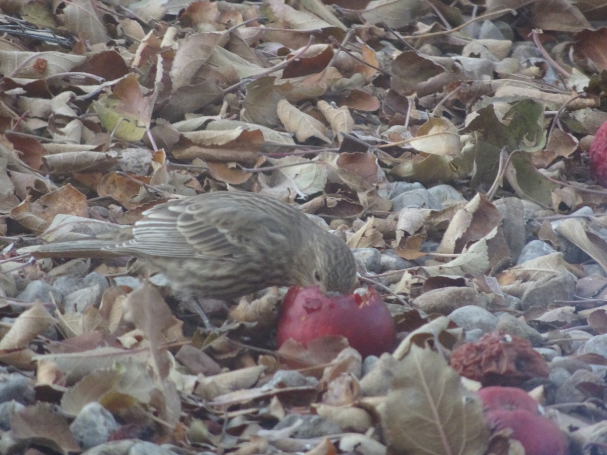 House Finch - ML646974670