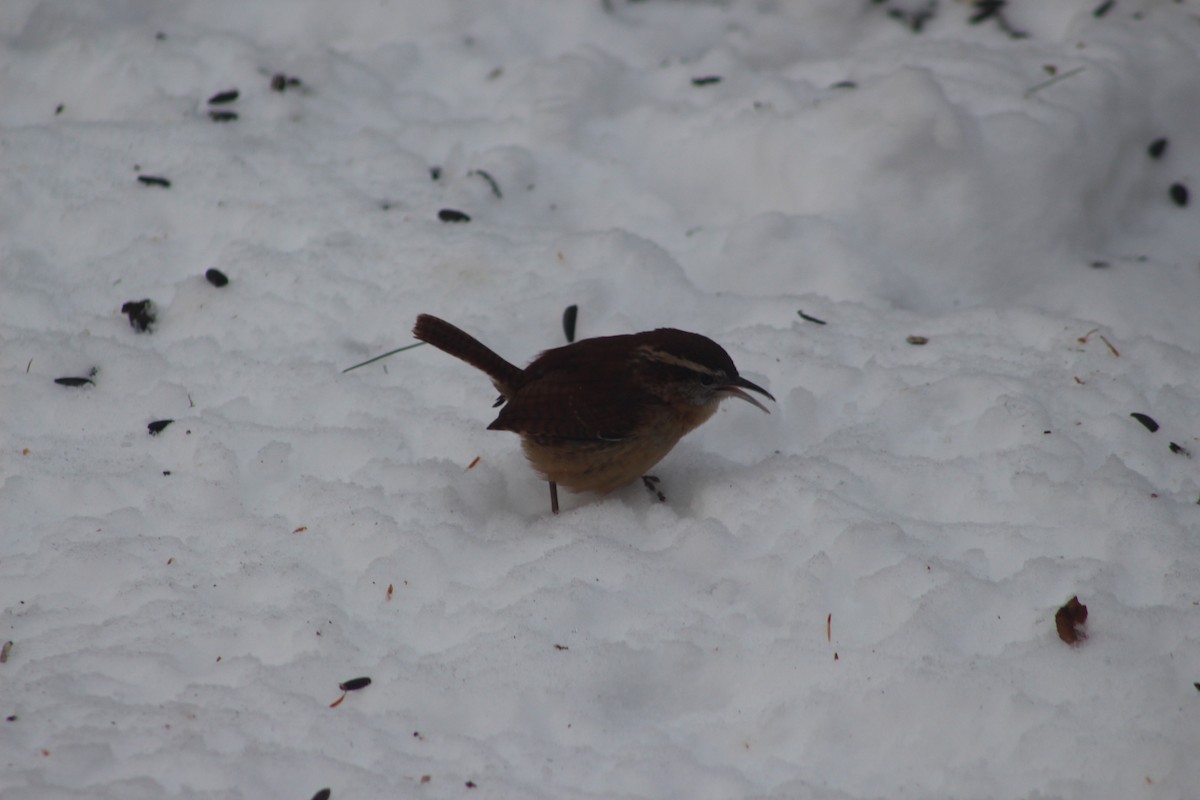 Carolina Wren - ML646974671
