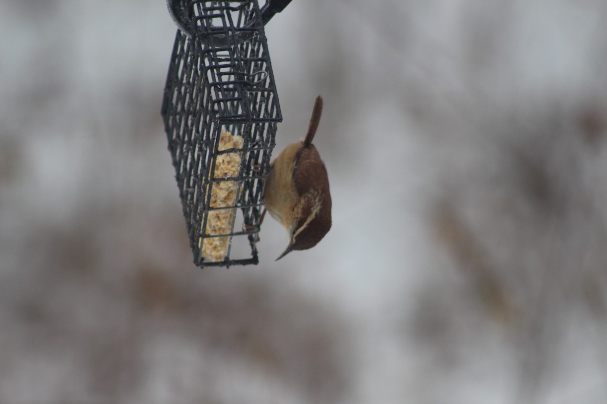 Carolina Wren - ML646974672