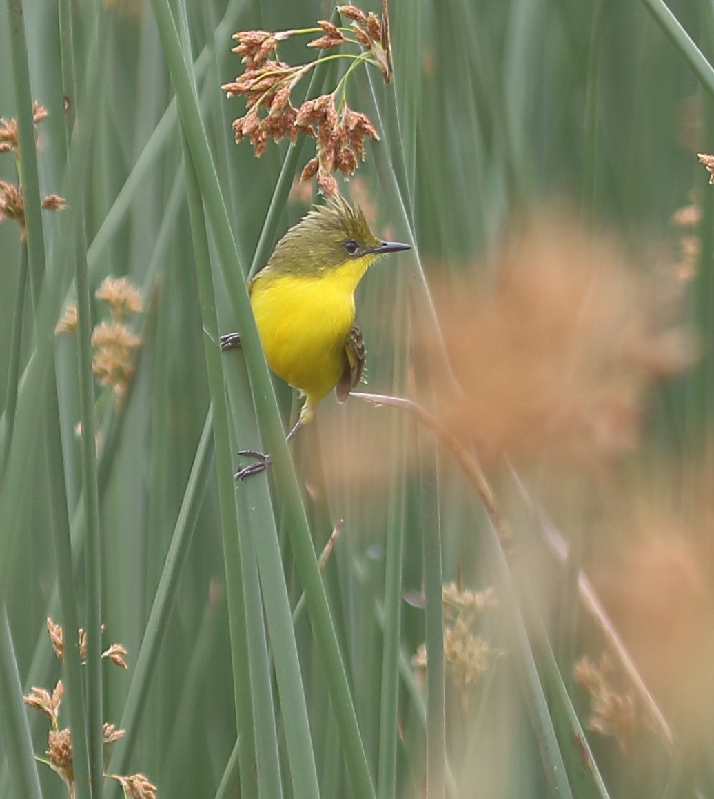 Subtropical Doradito - ML646974673