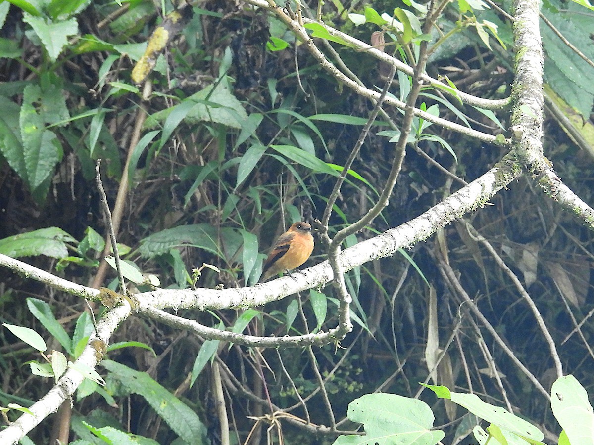 Cinnamon Flycatcher - ML646974674