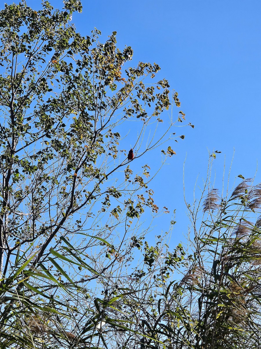 Northern Cardinal - ML646974675