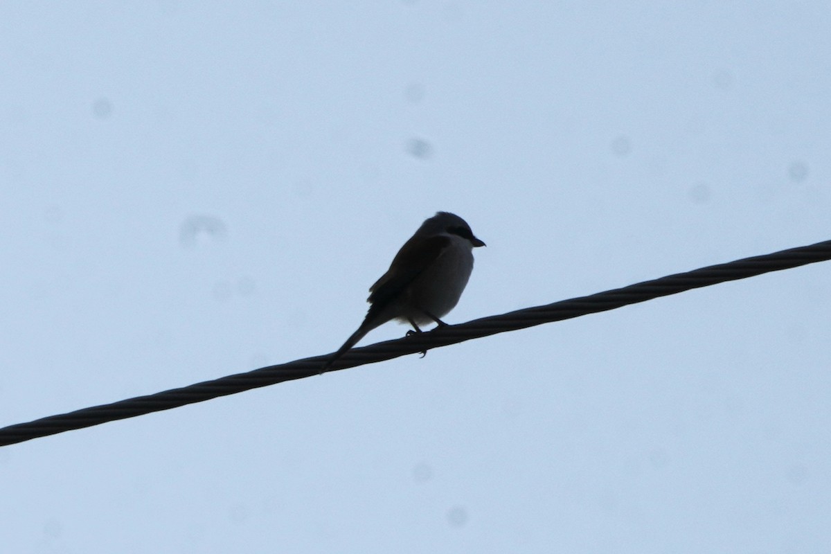 ťuhýk obecný - ML646974676